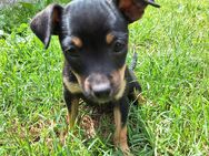 Prager Rattler-Terrier mix Welpen - Fehrbellin