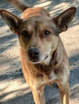 Dongo wurde ausgesetzt - Olsberg