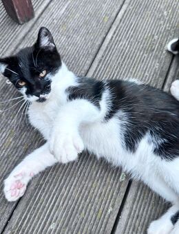 Hauskatze (Kater) 15 Wochen alt - Dresden