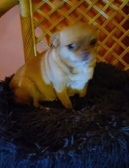 Chihuahua - Waldhufen