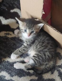 3 süße Katzenbabys abzugeben - Steinberg (Sachsen)