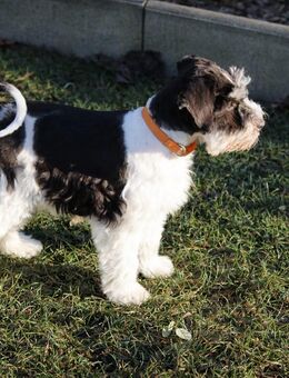 Zwergschnauzer Welpen Hündin - Sonneberg