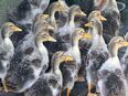 Landenten- Silber -Wildfarbig vom 31.05.25 gern zur Zucht in 23911
