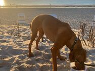 Magyar Vizsla Welpen aus tierärztlicher Aufzucht - Oldenburg