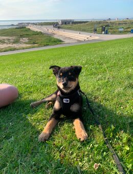 Mittelspitz Chihuahua Mischling - Norden