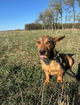 Ella - zwei Ohren zum Verlieben - Gerlingen