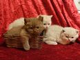 Bkh - Kitten in 44388