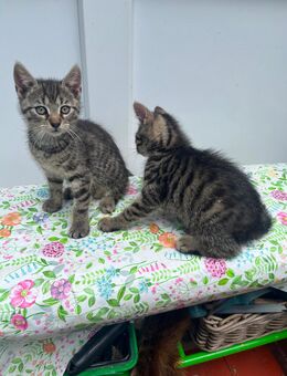 Kätzchen, Kitten, Katzenbaby zu verkaufen - Berlin