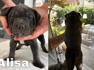 OEB-Mix-Welpen (Vater: OEB, Mutter: OEB/American Bully) - Aiterhofen