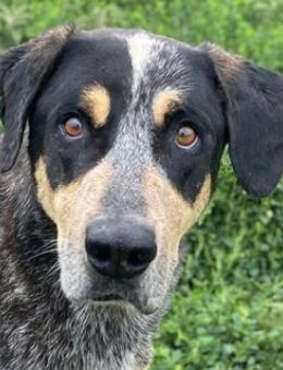 Bert, geb. ca. 10/2019, GRIECHENLAND - Markdorf