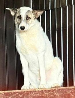 Tari muß aus Rumänien raus - Blankenheim (Nordrhein-Westfalen)