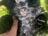 Maltipoo Welpe - Ratingen
