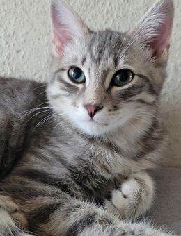 Zwei Kitten &ihre Katzenmutter suchen liebevolles Zuhause - Sankt Augustin