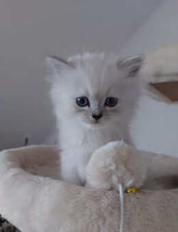 BKH Silver Shaded Kitten - Bad Nauheim