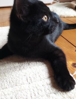 Katzenkind Kitten Kater - Wurzen