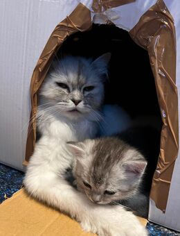 Reinrassige perser, Persisch-Chinchilla mix Britisch Kätzchen - Berlin Lichtenberg