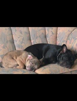 Französische bulldogge welpen - Kempten (Allgäu)