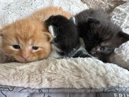 Europäisch Kurzhaar Katzen Babys zu verkaufen. - Hannover