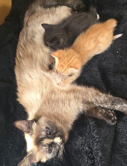 Süße Siam/Hauskatzen-mix Kitten - Salzgitter