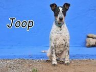Joop sucht einen Tapetenwechsel🌴 - Essingen (Rheinland-Pfalz)