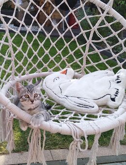 Niedliche Kitten in gute Hände - Niederkassel