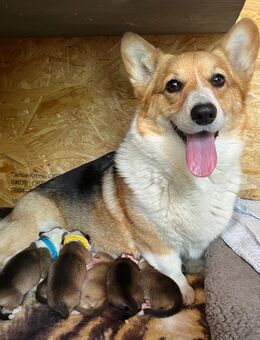 Bezaubernde Welsh Corgi Pembroke Welpen suchen ihr Zuhause fürs Leben - Sondershausen