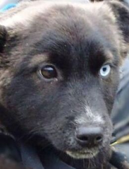 Wer rettet Baby DONNA aus der Tötung - Gefrees