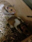 Goldhamster Teddyhamster - neuer Nachwuchs in 37242