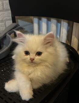 Süße BLH Kitten abzugeben - Duisburg