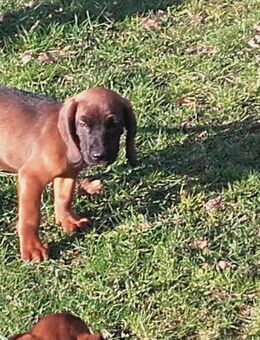 Bayrische Gebirgsschweißhund Welpen zu - Meppen