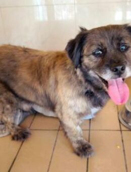 Osito - kleines Bärchen sucht Zuhause - Ludwigshafen (Rhein)