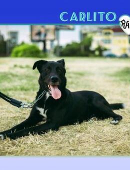 😍CARLITO - HOFFT AUF EINE FAMILIE!😍 - Alfeld (Leine)