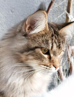 Maine Coon Kätzin 8 Monate alt - Berlin