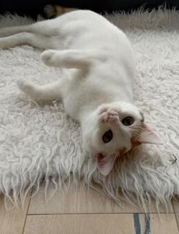 Melissa FelV positiv sucht Zuhause - Prien (Chiemsee)