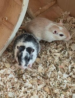 Weibliche Wüstenrennmäuse - München Aubing-Lochhausen-Langwied