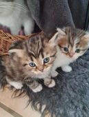 Bildschöne Angora Kitten in 45892