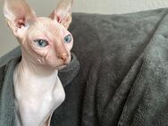 Sphynx Katze abzugeben. - Bremen