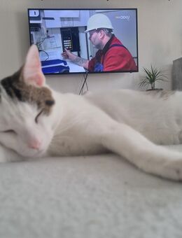 Kater in liebevolle Hände abzugeben - Staßfurt