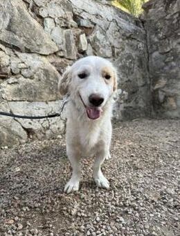 Cooler cocker/Dackelmix Anton sucht# - Essen