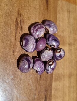 Forellenbohne/Stangenbohne (Phaseolus vulgaris var. vulgaris) - Horgenzell