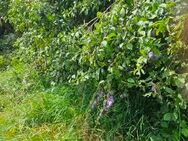 Größere Menge ungespritzte, gesunde Zwetschgen zu verkaufen - Oberstenfeld