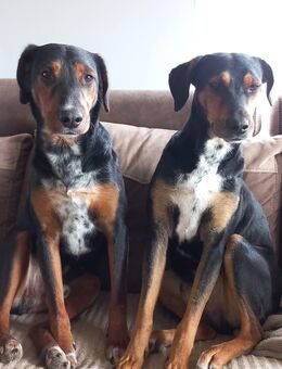 Johny & Bully reinrassige Ludogorsko Rüden - Herne Horsthausen