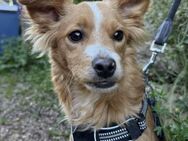 Treuer Chihuahua/Papillonmix Spiky# - Essen