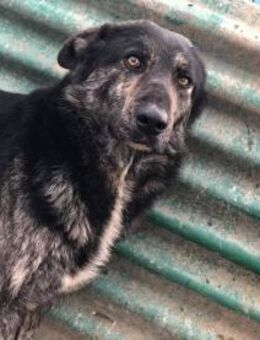 CHICO sucht so sehr ein Zuhause - Neuberg