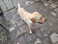 2 Charmante Labrador Junghunde warten auf ein neues Zuhause! - Wiesbaden