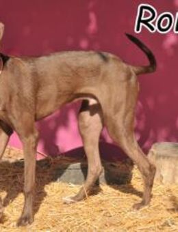 Wunderbarer Ronaldo sucht euch - Essingen (Rheinland-Pfalz)