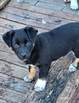 Welpenmädel Sissi 💝 - Laufen