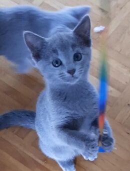 Russisch blau kitten - Hünstetten