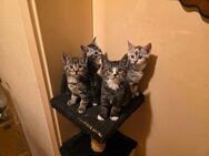 Katzenbande (13 Wochen alt – 5 Kitten, Halbperser) suchen ein neues Zuhause !!! - Duisburg