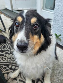 Hund (Rüde) sucht dringend neues Zuhause - Marktredwitz
